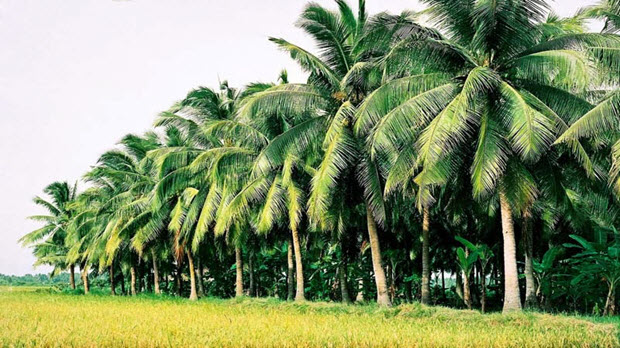 CÁC DỰ ÁN KÊU GỌI ĐẦU TƯ TỈNH BẾN TRE